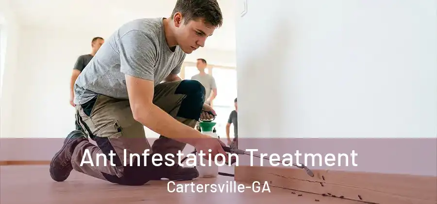 Ant Infestation Treatment Cartersville-GA