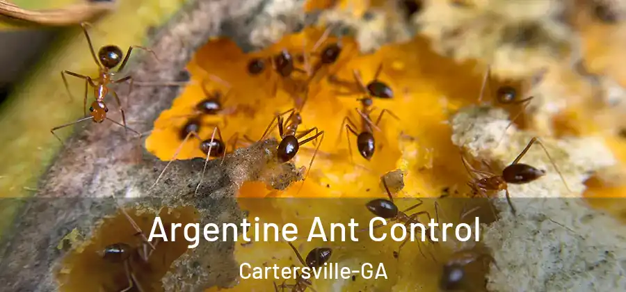  Argentine Ant Control Cartersville-GA