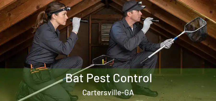  Bat Pest Control Cartersville-GA