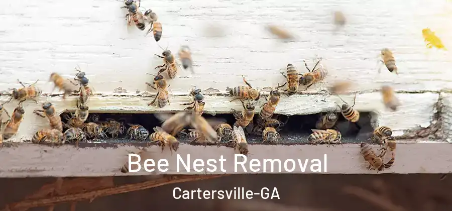 Bee Nest Removal Cartersville-GA