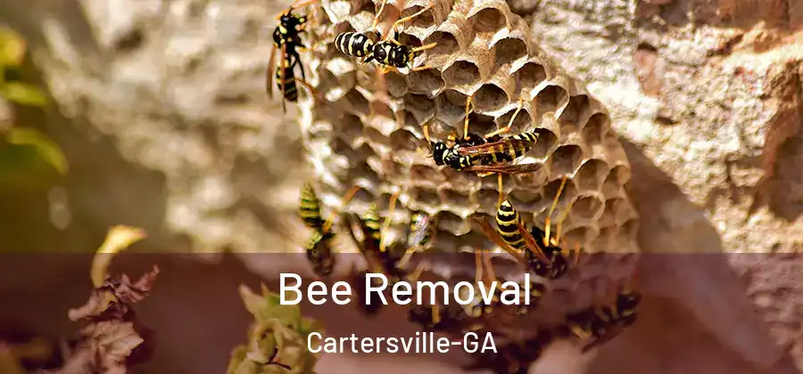  Bee Removal Cartersville-GA