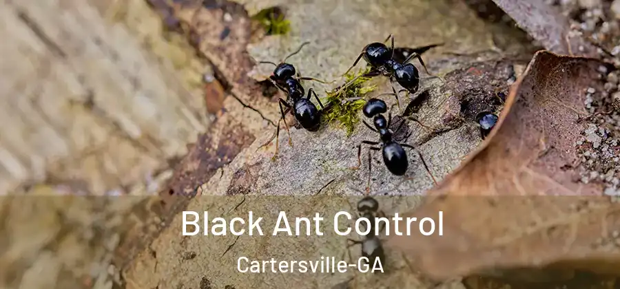 Black Ant Control Cartersville-GA