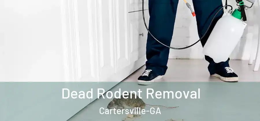  Dead Rodent Removal Cartersville-GA