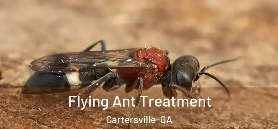  Flying Ant Treatment Cartersville-GA
