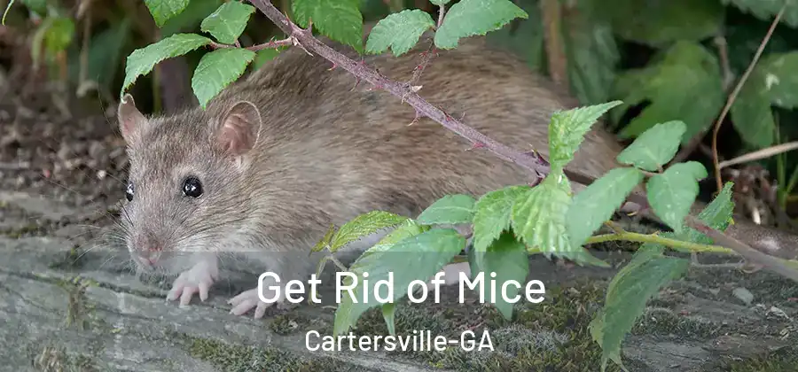 Get Rid of Mice Cartersville-GA