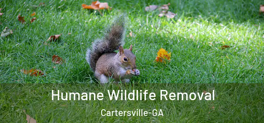  Humane Wildlife Removal Cartersville-GA
