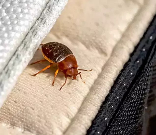 Trusted Bed Bug Prevention Specialists in Cartersville, GA