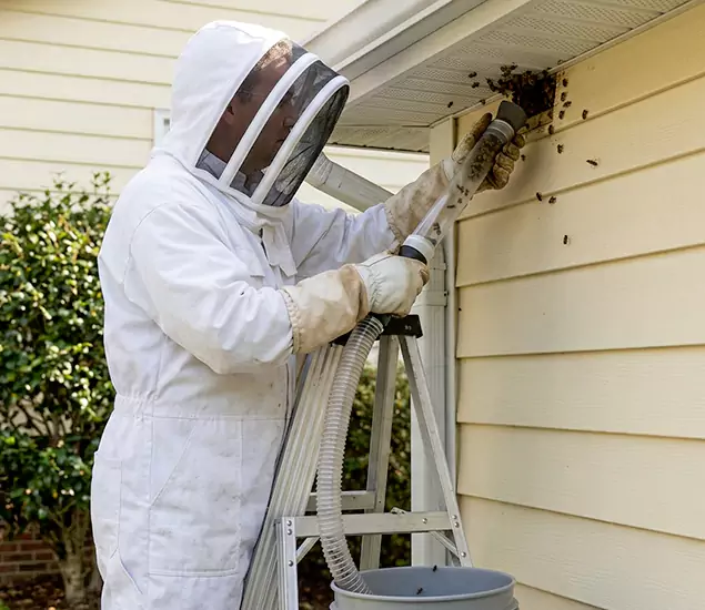 Your Affordable Bee Removal Company in Cartersville, GA