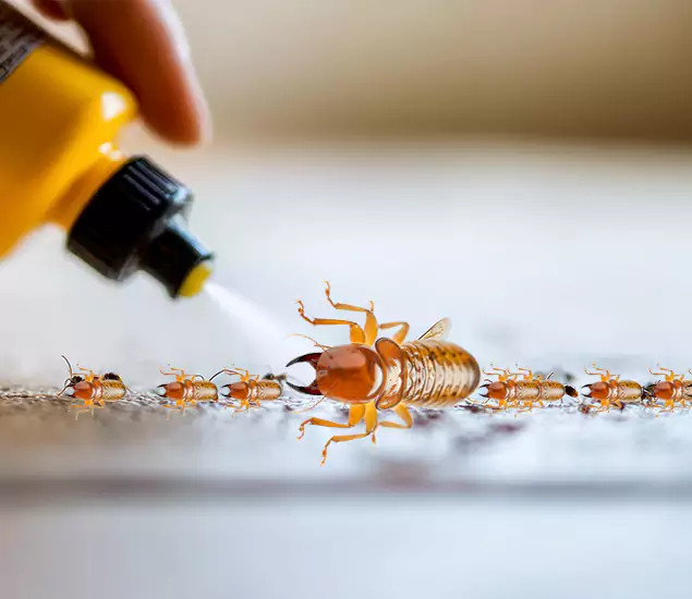 Reliable Bora Care Termite Experts in Cartersville, GA