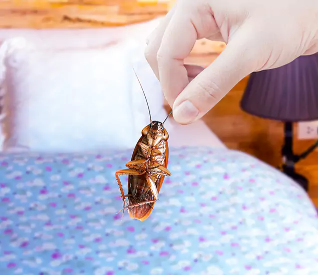 Expert Roach Control Services: Your Cockroach Pest Control in Cartersville, GA