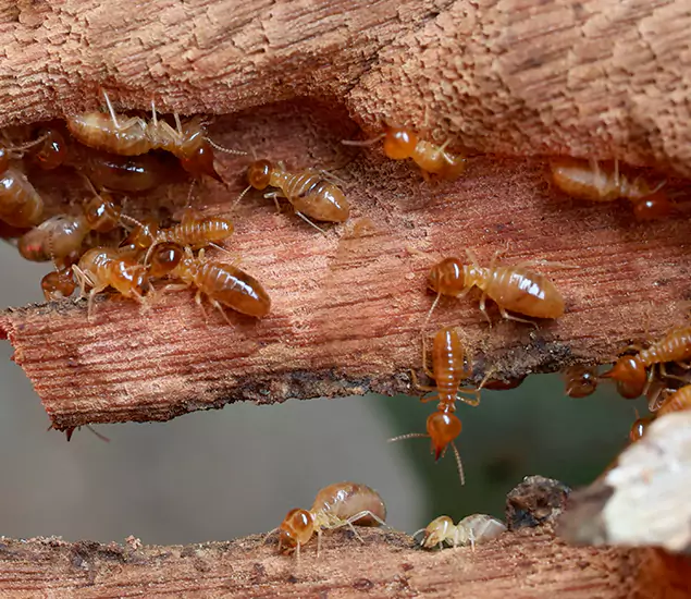 About Our Drywood Termite Treatment Experts in Cartersville, GA