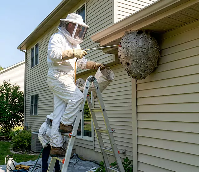Expert Wasp Nest Removal: Your Local Wasp Nest Removal Company in Cartersville, GA