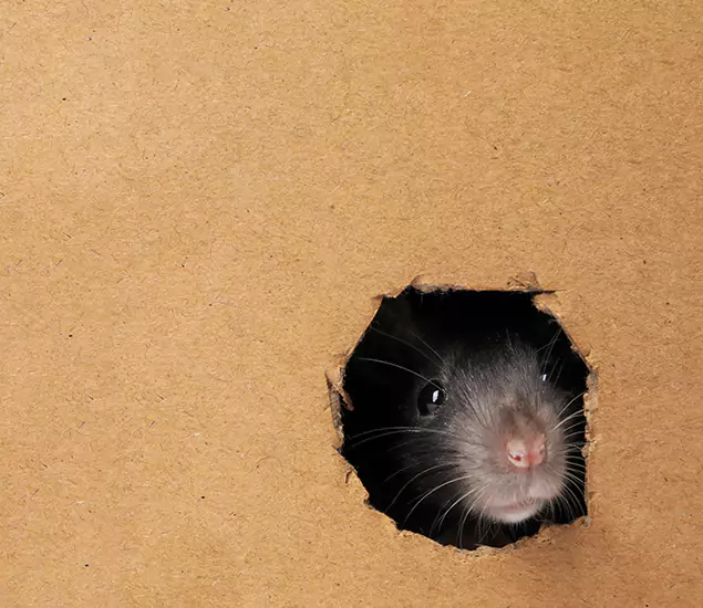 Rats in Attic Removal Experts in Cartersville, GA