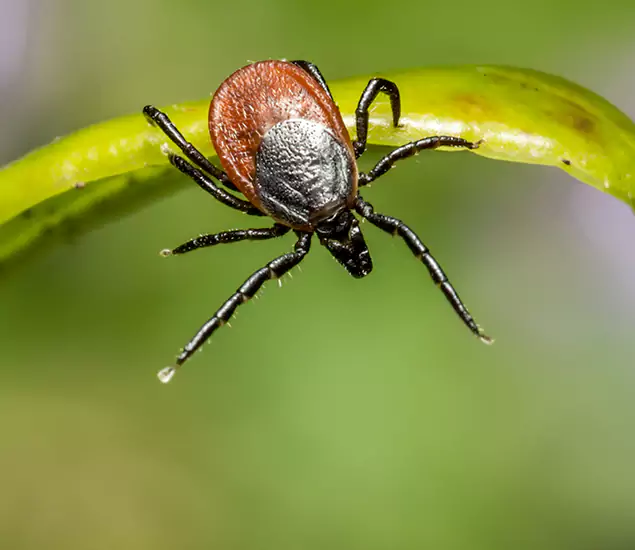 Your Trusted Tick Pest Control in Cartersville, GA