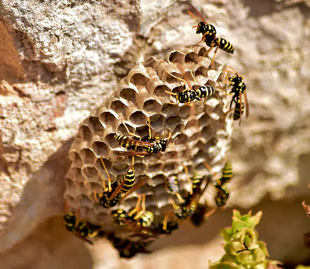 Your Best Wasp Removal Company in Cartersville, GA