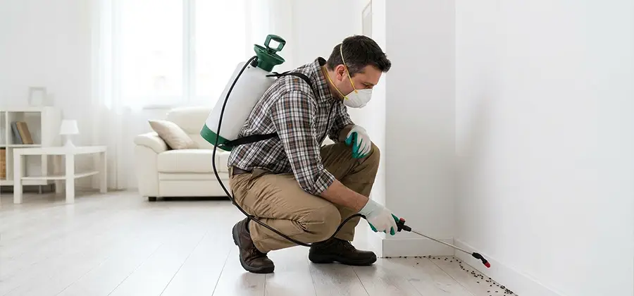 Seasonal Ant Infestation Control in Cartersville