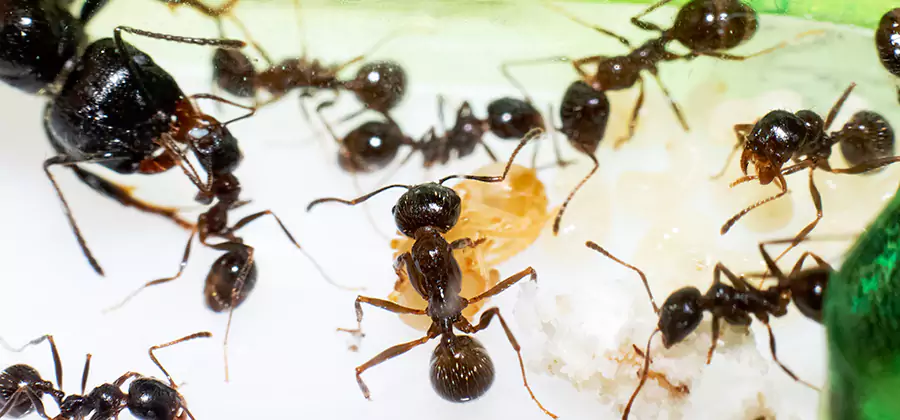 Argentine Ant Barrier Treatment in Cartersville