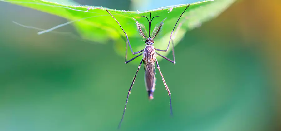 Natural Mosquito Spray for Yard in Cartersville