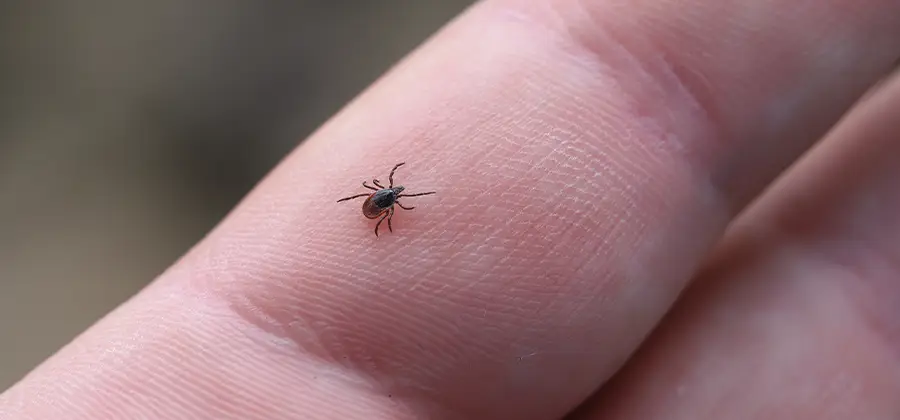 Infection Prevention for Bed Bug Bites in Cartersville