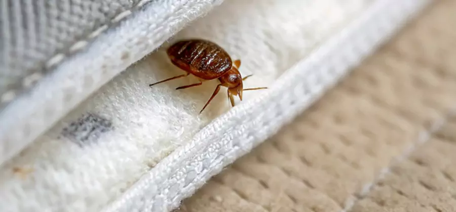 Tenting Bed Bug Fumigation in Cartersville