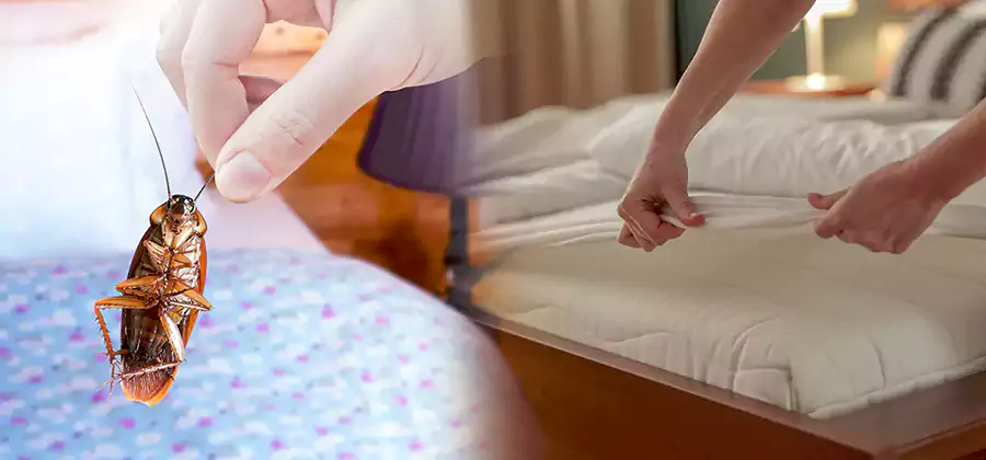 Bed Bug Home Extermination Service in Cartersville