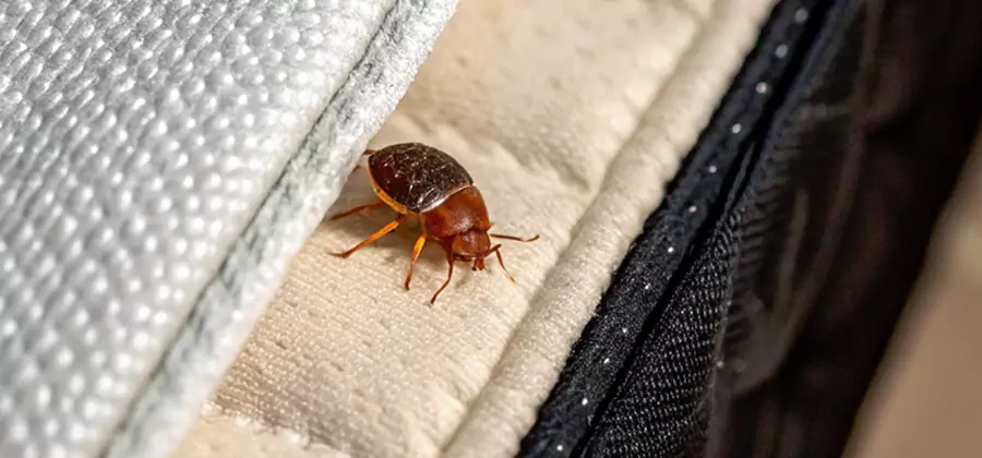 Commercial Bed Bug Control in Cartersville
