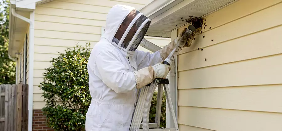Ground Bee Removal in Cartersville