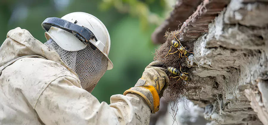 Bee and Wasp Hornet Removal in Cartersville