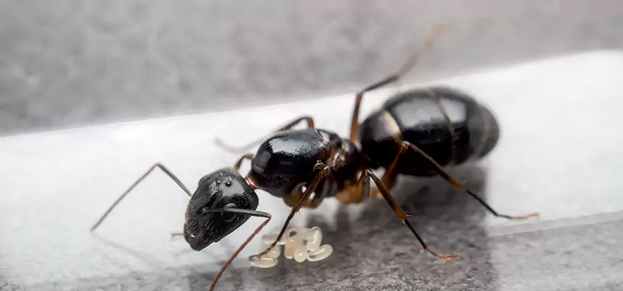Black Ants in Kitchen Elimination in Cartersville