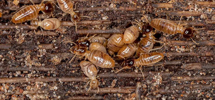 Bora Care Residential Termite Control in Cartersville