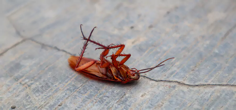 Cockroach Eradication for Commercial Properties in Cartersville