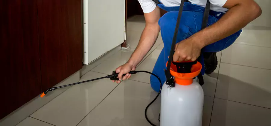 Palmetto Bug Exterminator in Cartersville