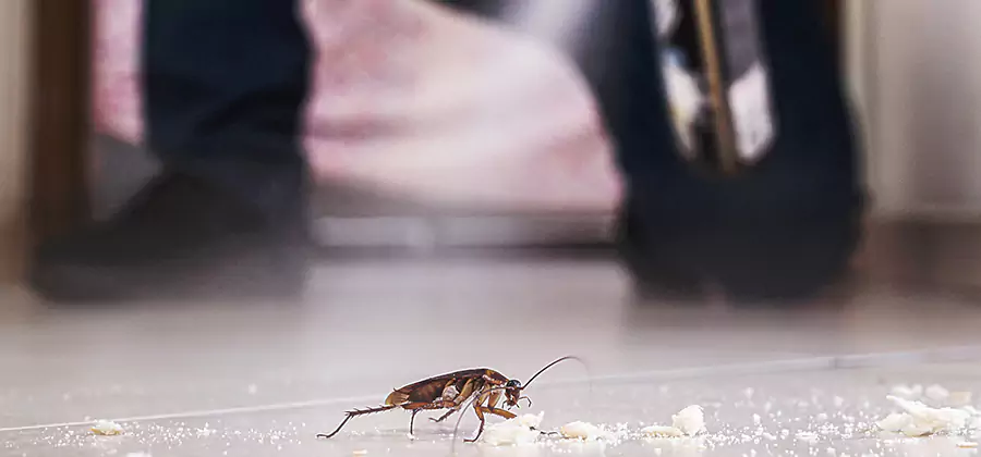 Roach House Treatment Cartersville