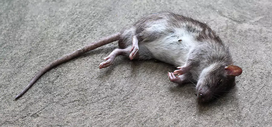Dead Rat Disposal in Cartersville