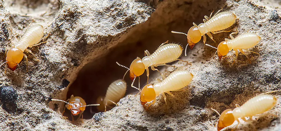 Termite Exterminator Services in Cartersville