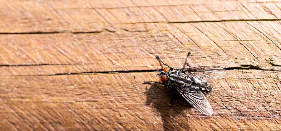 Flying Ant Barrier Treatment in Cartersville
