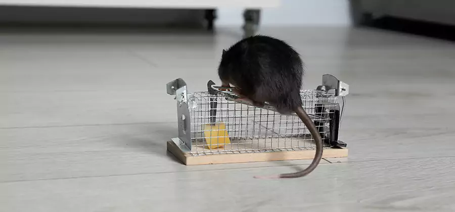 Mice in Attic Removal Cartersville