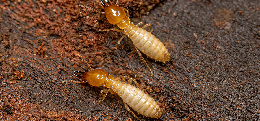 Structural Heat Termite Treatment in Cartersville