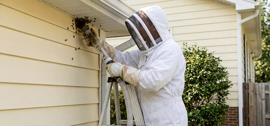 Wasp Nest in Wall Removal in Cartersville
