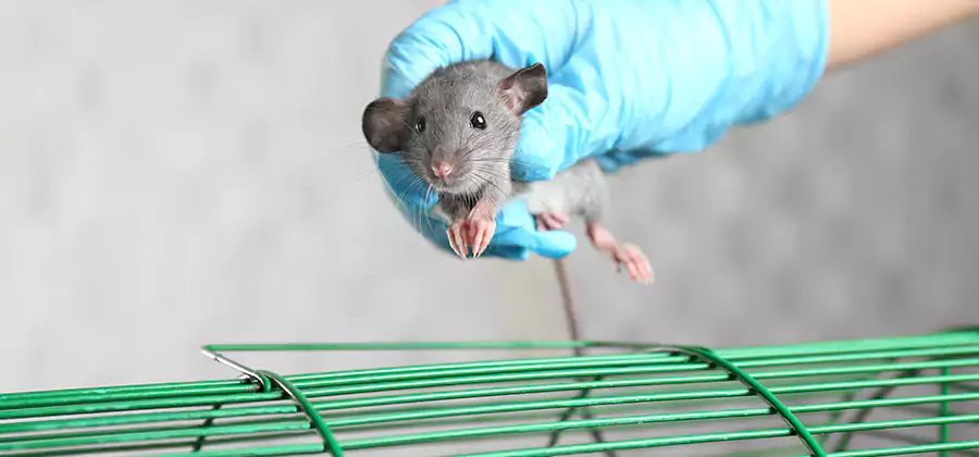 Humane Rat Trapping in Cartersville