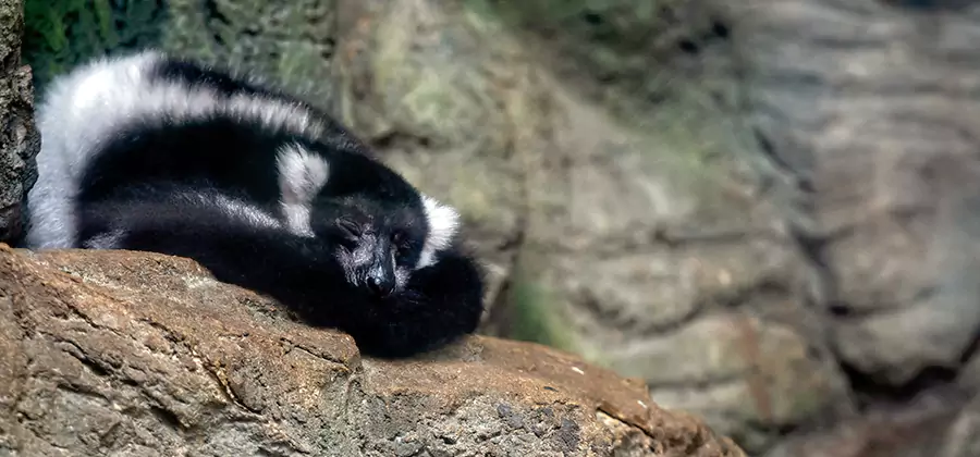 Humane Skunk Removal in Cartersville
