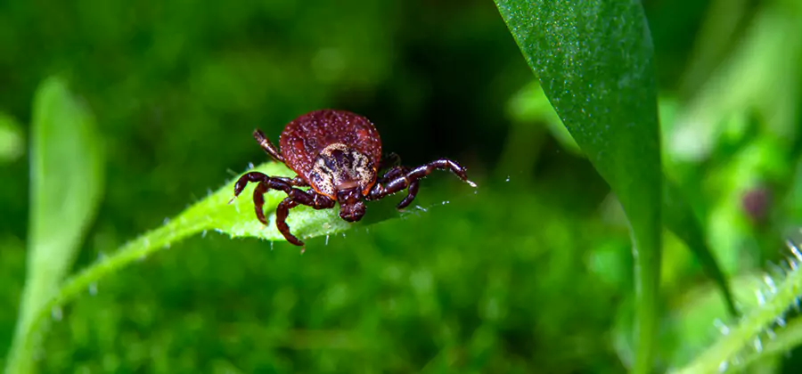 Tick Prevention for Yard in Cartersville