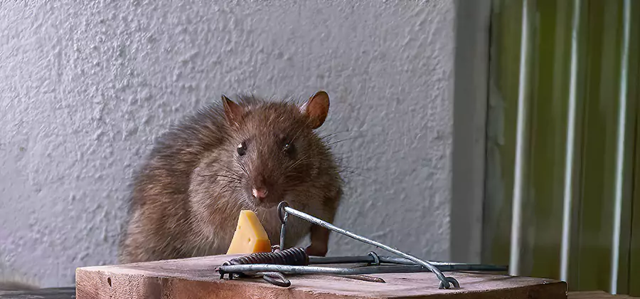 Humane Mouse Removal in Cartersville