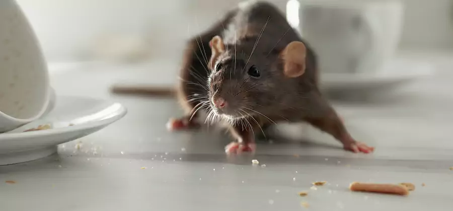 Rodent Feces Removal in Cartersville