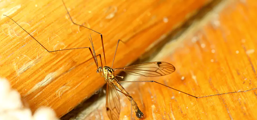 Exterior Mosquito Control in Cartersville