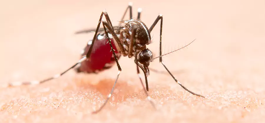 Indoor Mosquito Killer and Interior Control in Cartersville