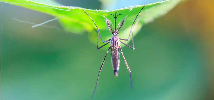 Pest and Mosquito Control for Yard and Patio in Cartersville