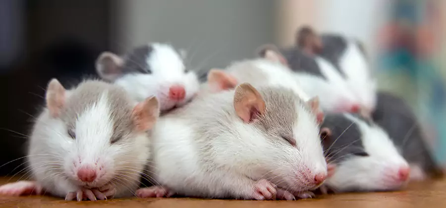 Cartersville Pet Safe Mice Control