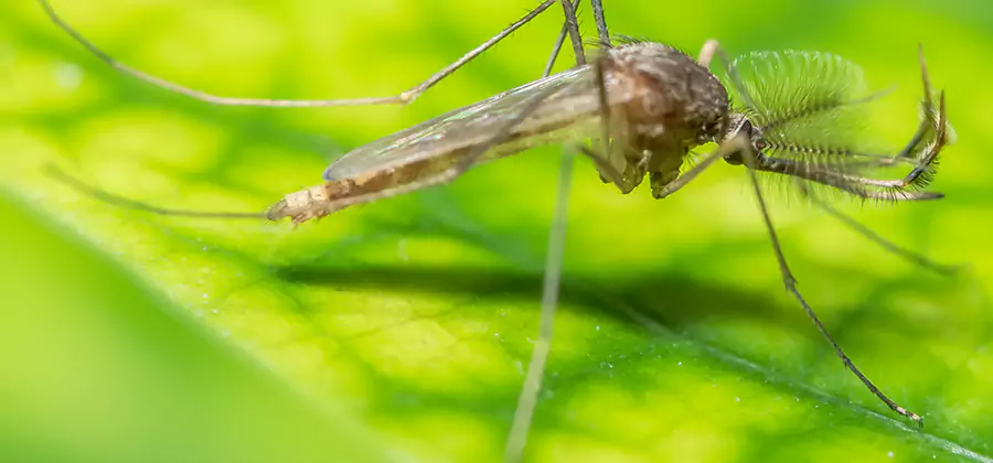 Herbal Mosquito Repellent Treatment in Cartersville
