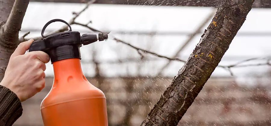 Orange Oil Structural Cavity Treatment in Cartersville